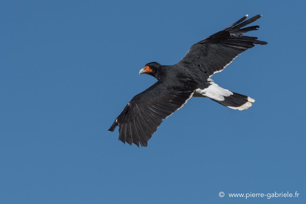 caracara-d500_0156.jpg