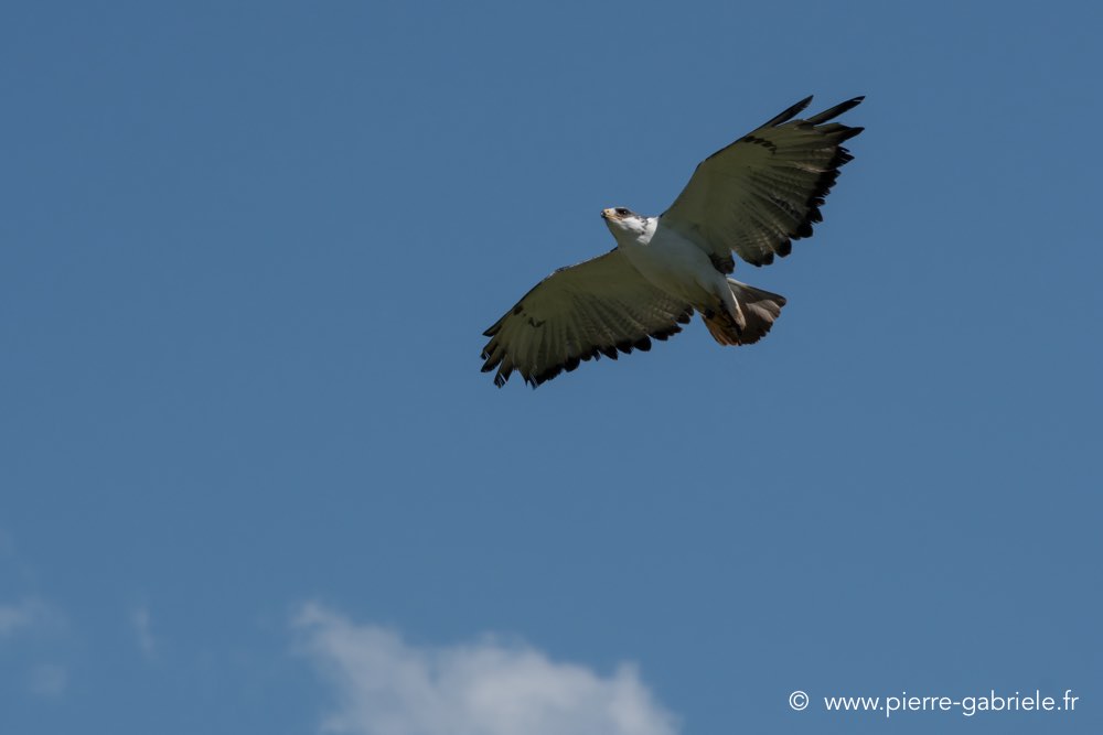 desaugures-d500_0107.jpg