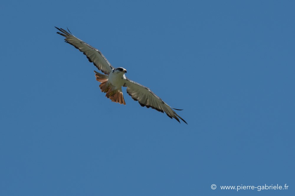 desaugures-d500_0108.jpg