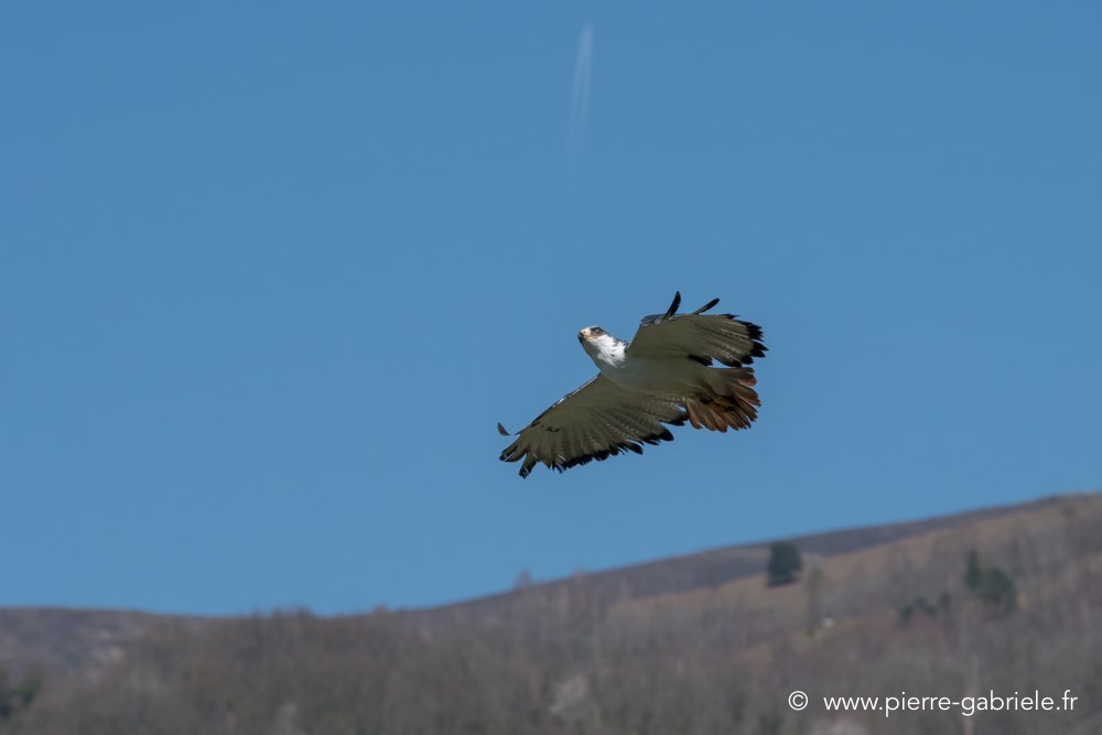 desaugures-d500_0112.jpg