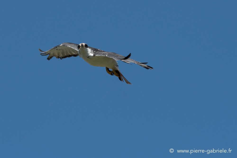 desaugures-d500_0114.jpg