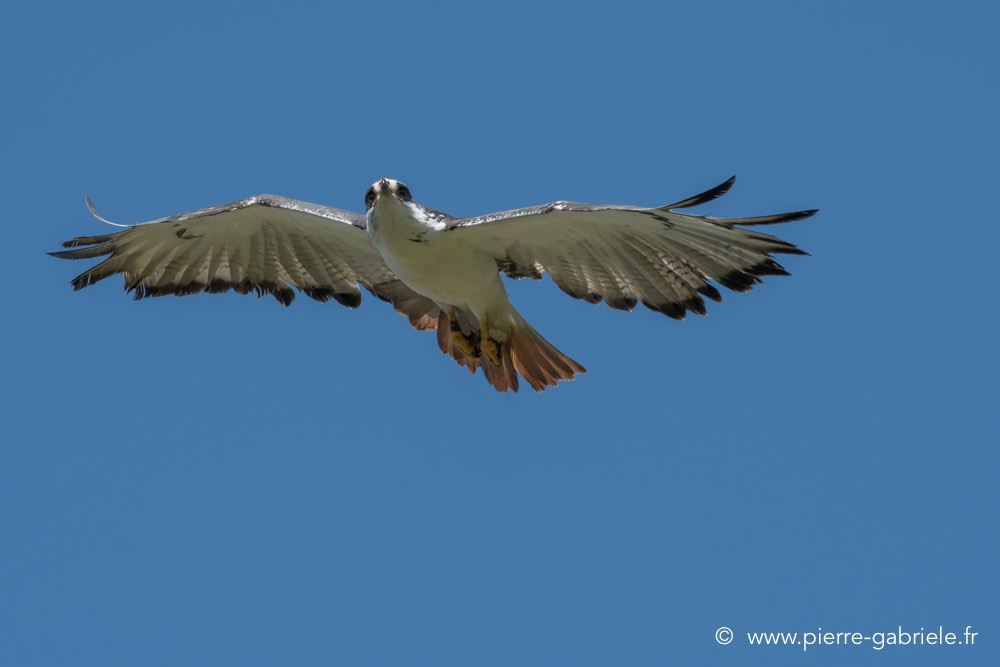 desaugures-d500_0115.jpg