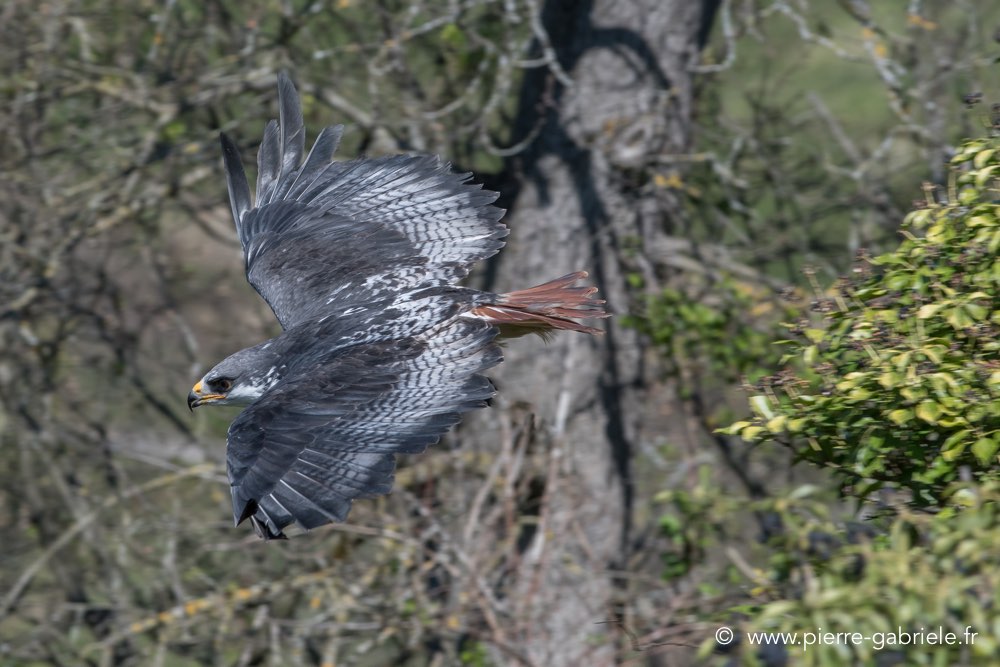 desaugures-d500_0116.jpg
