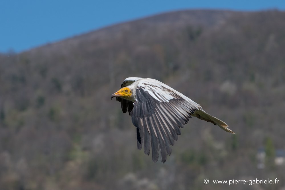 percnoptere-caracara-d5000_0133.jpg