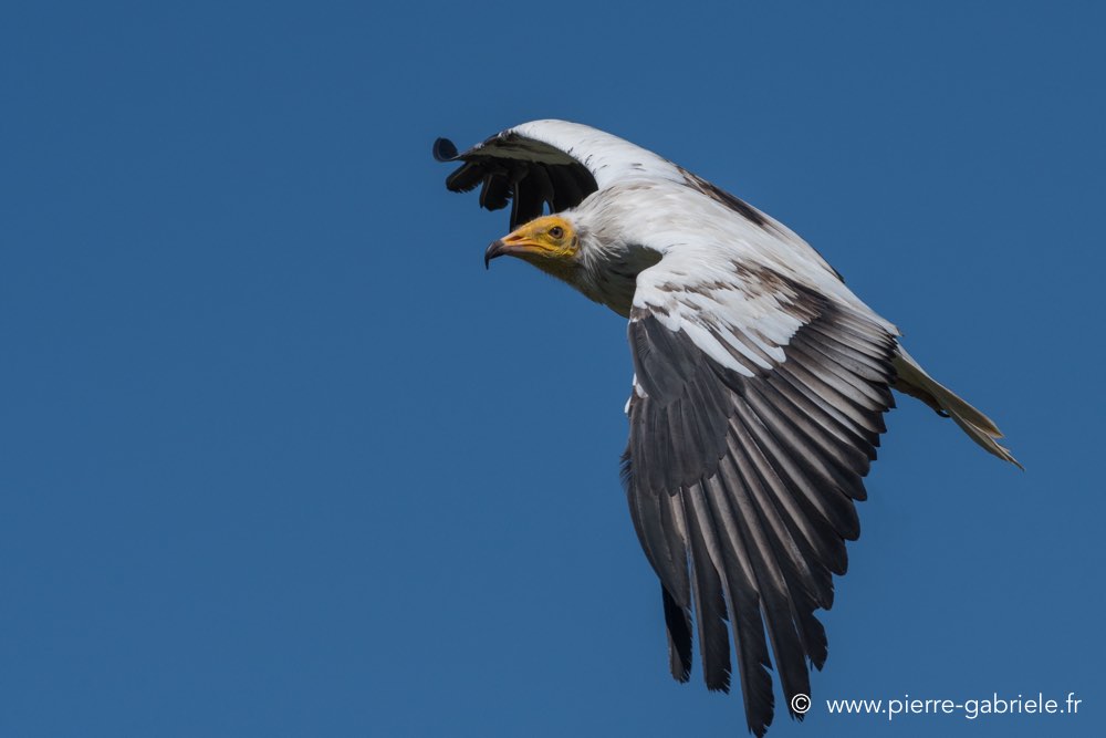 percnoptere-caracara-d5000_0134.jpg