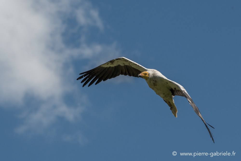 percnoptere-d500_0091.jpg
