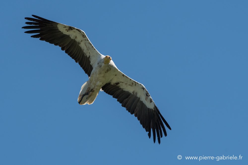 percnoptere-d500_0101.jpg