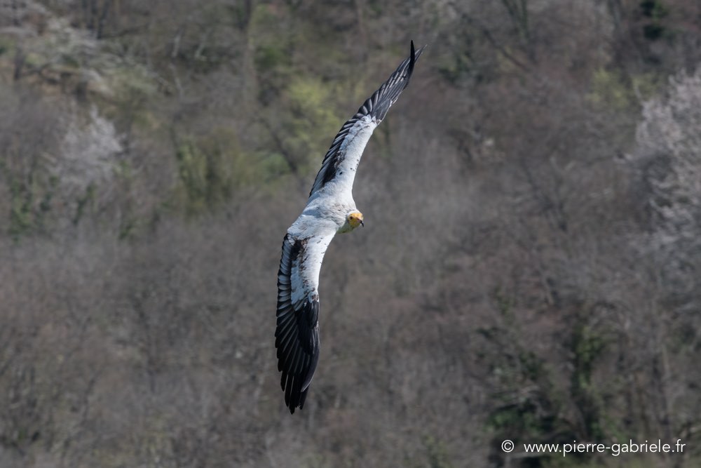 percnoptere-d500_0119.jpg