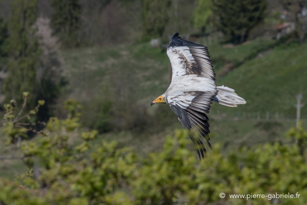 percnoptere-d500_0128.jpg