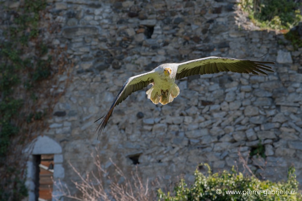 percnoptere-d500_0149.jpg
