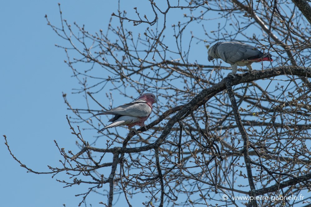 perroquets-d500_0242.jpg