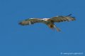 buse-feroce-d500_0143