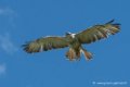 buse-feroce-d500_0144
