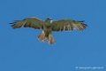 buse-feroce-d500_0146