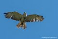 buse-feroce-d500_0147