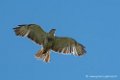 buse-feroce-d500_0148