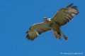 buse-feroce-d500_0157