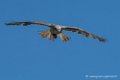 buse-feroce-d500_0159
