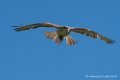 buse-feroce-d500_0160