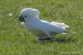 cacatoes-d500_0265
