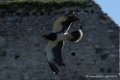 caracara-d500_0090