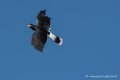 caracara-d500_0104