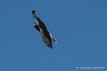 caracara-d500_0105