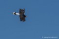 caracara-d500_0120