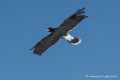 caracara-d500_0130