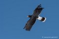 caracara-d500_0131