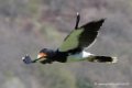 caracara-d500_0137