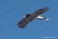 caracara-d500_0139