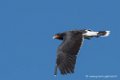 caracara-d500_0140