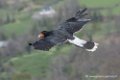caracara-d500_0155