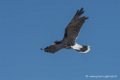 caracara-d500_0161