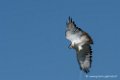 desaugures-d500_0113