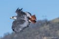 desaugures-d500_0118