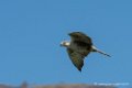 faucon-d500_0058