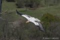 percnoptere-caracara-d5000_0132