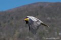 percnoptere-caracara-d5000_0133
