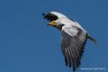 percnoptere-caracara-d5000_0134