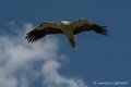 percnoptere-d500_0092