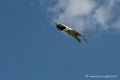 percnoptere-d500_0100