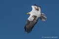percnoptere-d500_0152