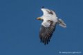 percnoptere-d500_0153