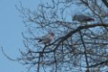 perroquets-d500_0242