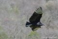 urubu-d500_0210