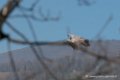 vautour-d500_0217