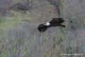 vautour-d500_0218