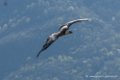 vautour-d500_0220